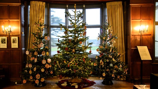 A trio of three beautifully decorated Christmas trees, all with gold lights, in the bay window of Tranmer House